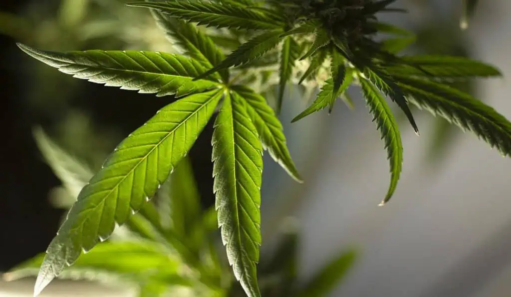 Así avanza el proyecto para regularizar la marihuana en Colombia Se regulará el consumo de marihuana para uso adulto en Colombia.