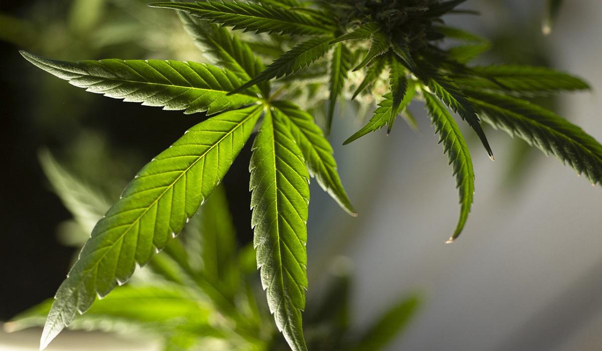 Se regulará el consumo de marihuana para uso adulto en Colombia.