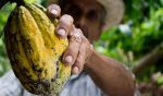 Así es el panorama del sector cacaotero de Colombia en 2024, según Fedecacao