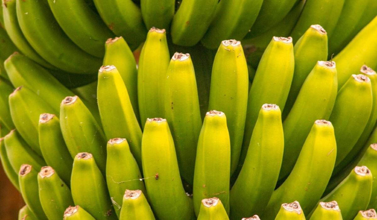 banano, exportaciones