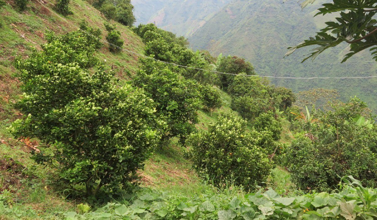 agricultura_cultivos_limon Cultivos cítricos