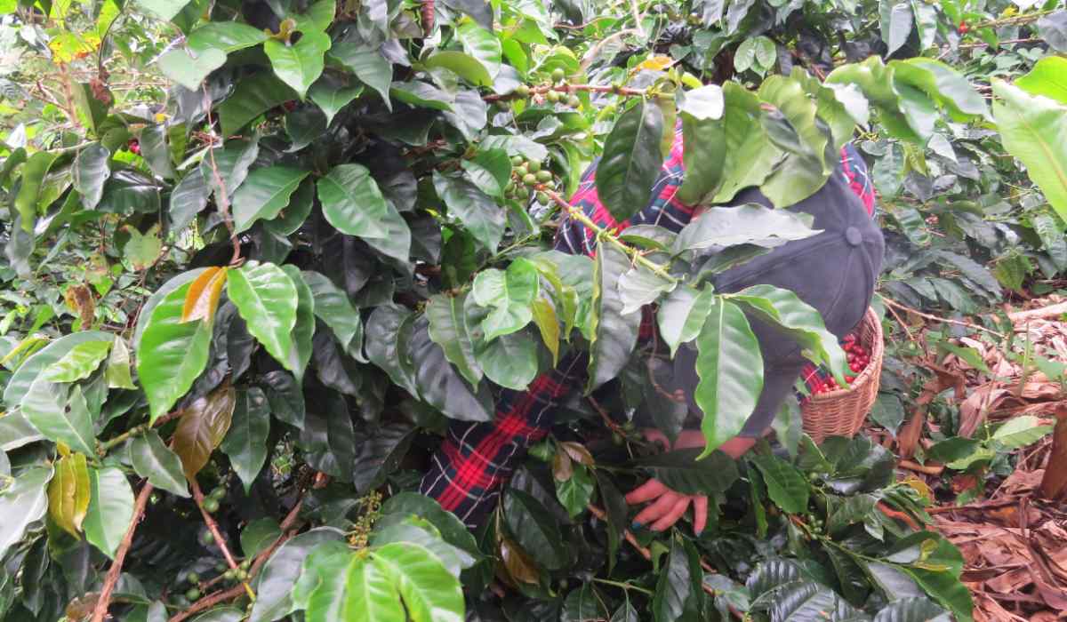 cafe_recoleccion_cultivos_agricultura