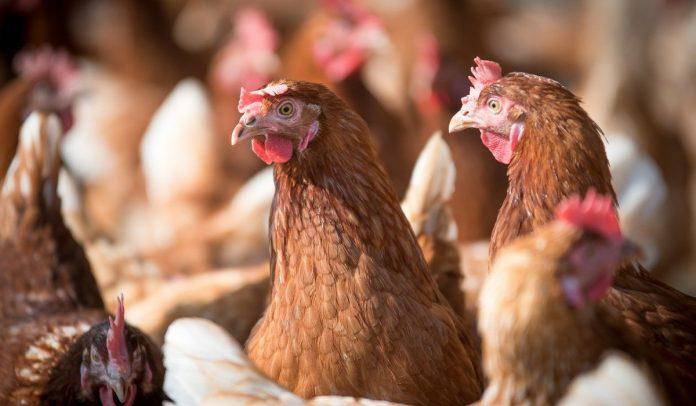 Gallinas.jpg