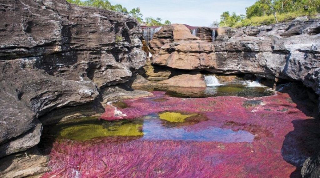 Caño Cristales reabre sus puertas al turismo desde el 18 de junio