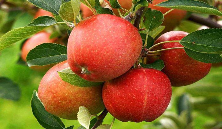 ¿Por qué las manzanas son un gran negocio para Colombia y EE. UU?