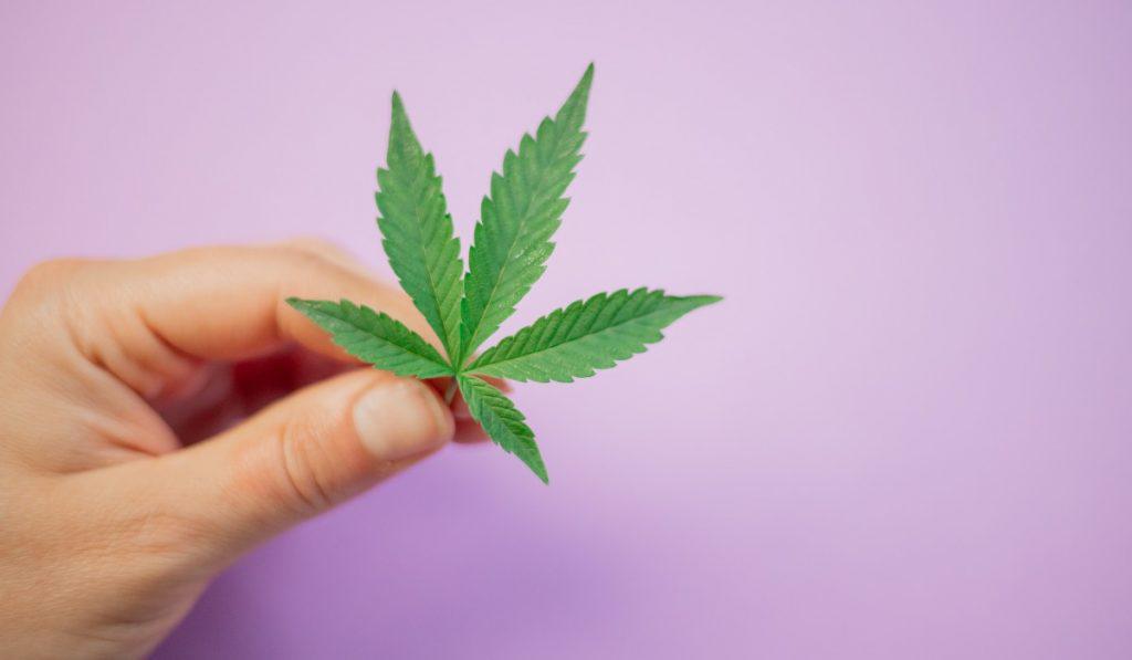 Emprendimiento joven colombiano une los NFT con cannabis medicinal