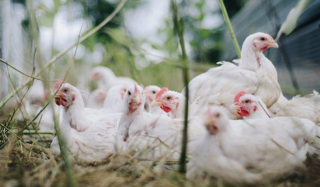 Pollo en Colombia