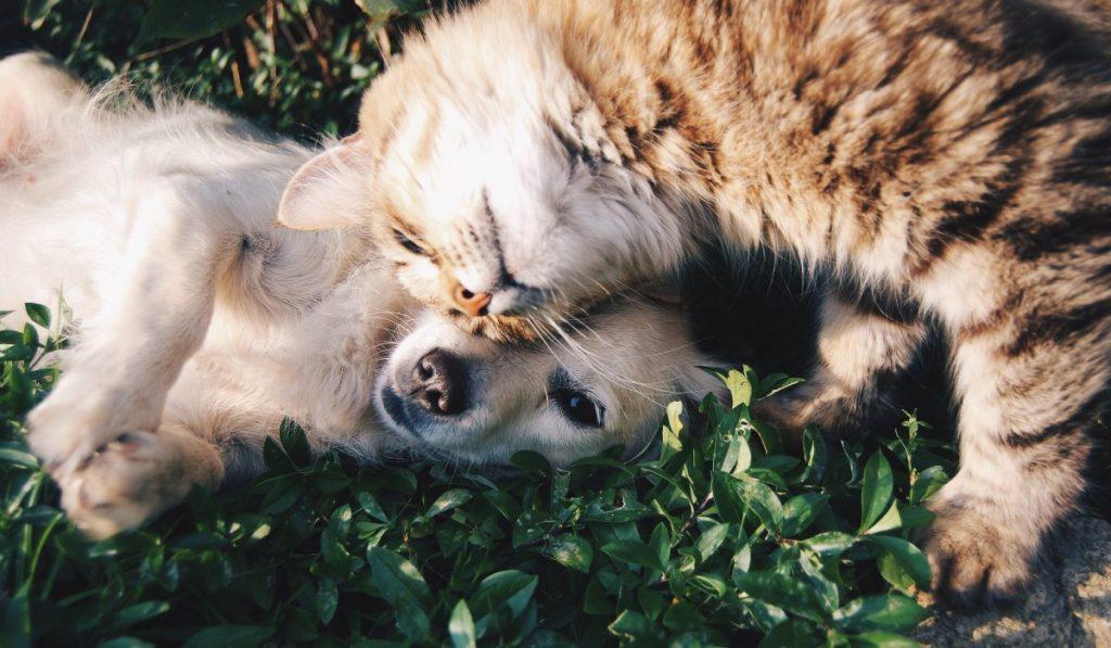 El amor a perros y gatos disparó la compra de seguros de este tipo en Colombia