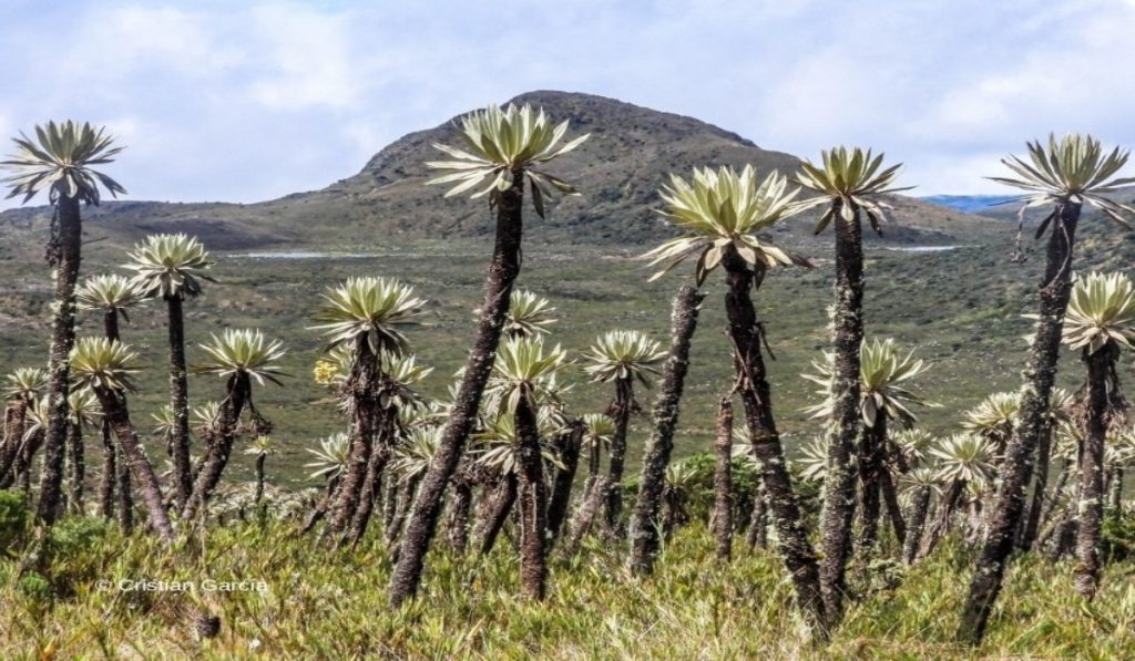 Con la siembra de 2.000 árboles, Porvenir contribuye a mitigación del cambio climático