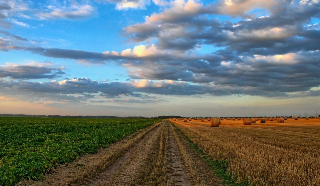 Brasil recorta por quinta vez sus proyecciones para cosecha de 2021
