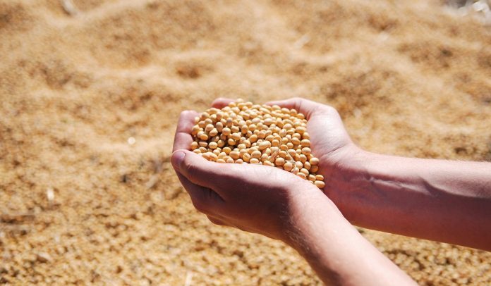 agrilcultura-soya-pixabay Inflación para las industrias en Brasil llega al 33 % anual