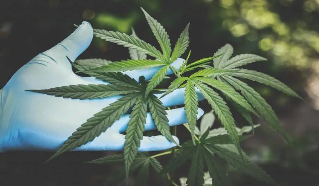 Cannabis, una oportunidad de reactivación económica en el país Cannabis, una oportunidad de reactivación económica en el país