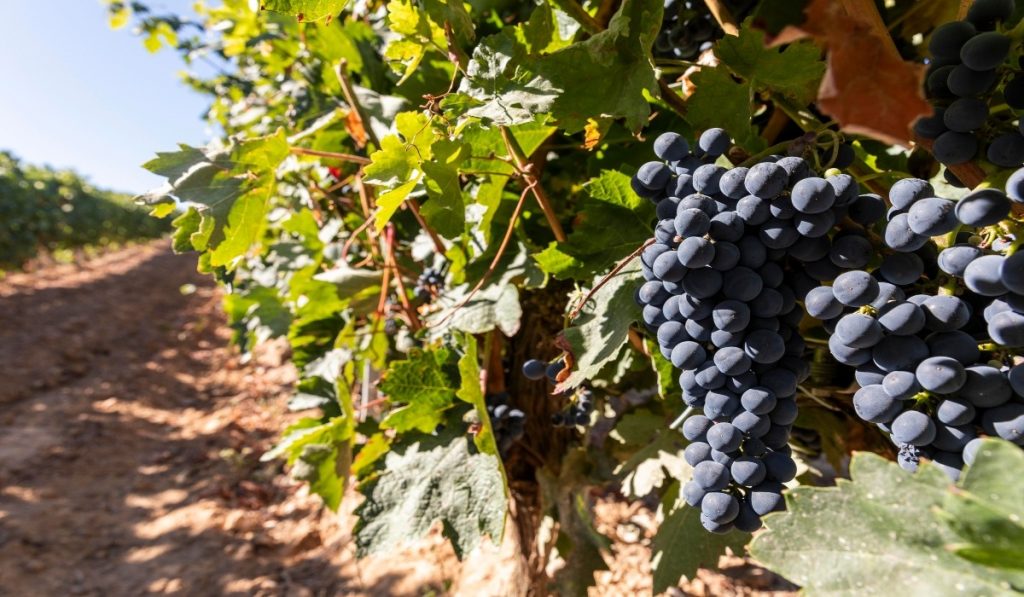 Se alerta escasez de vino y tendencia al alza de precios por el dólar en Colombia