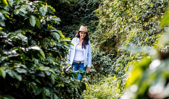 Café La Divisa: de los cafetales del Tolima para el mundo