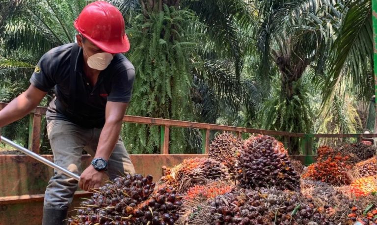 Se espera alza y récord en producción del sector palmero en Colombia para 2021 Se espera alza y récord en producción del sector palmero en Colombia para 2021