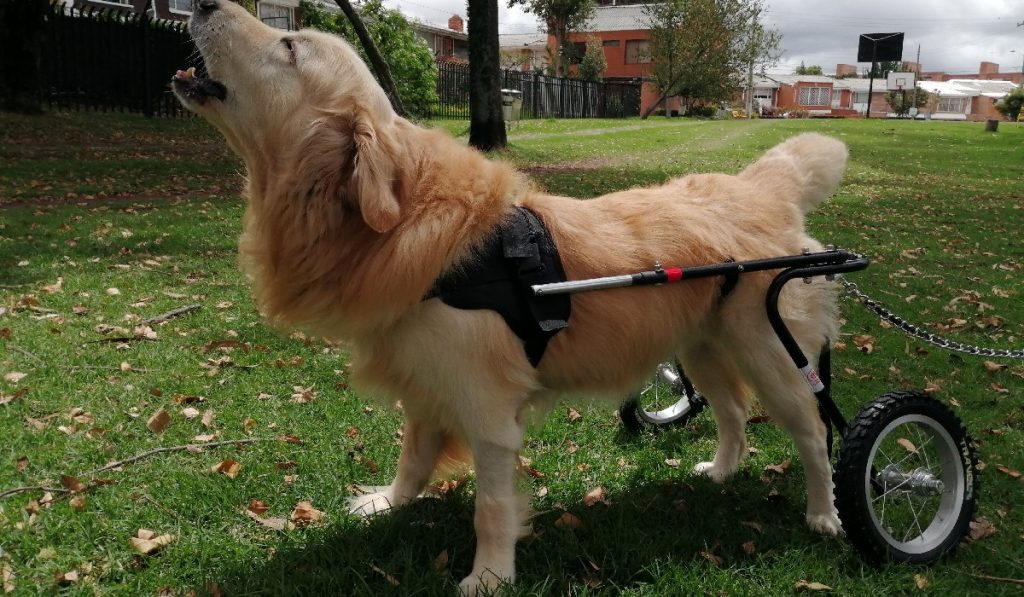 Movilidad para todos, una donatón por las mascotas discapacitadas Movilidad para todos, una donatón por las mascotas discapacitadas