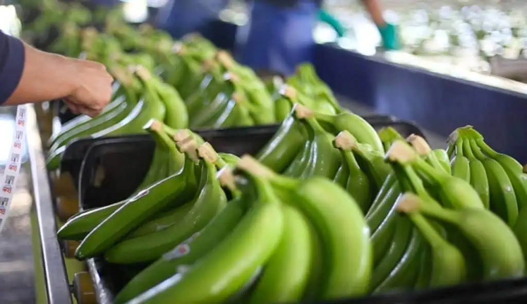 Tecbaco cerró el 2021 con 17,8 millones de cajas de banano exportadas Tecbaco cerró el 2021 con 17,8 millones de cajas de banano exportadas