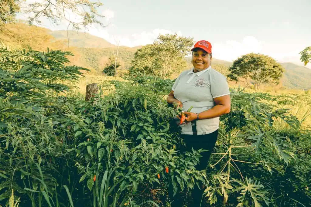 Colombia: en dos años se generaron alrededor de 52 mil empleos en los municipios más vulnerables del país Colombia: en dos años se generaron alrededor de 52 mil empleos en los municipios más vulnerables del país