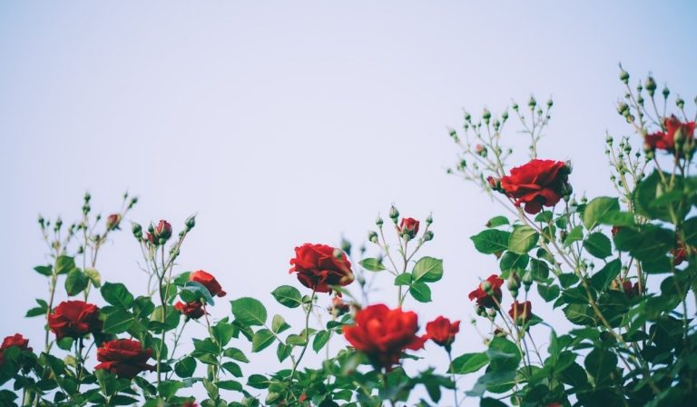 Colombia alcanzó cifra histórica en exportación de flores