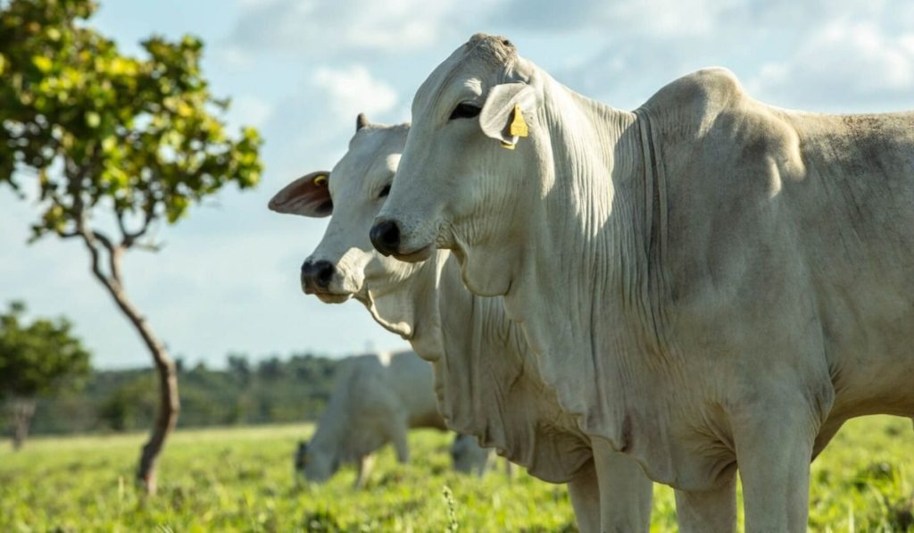 &Green financiará la Hacienda San José para impulsar ganadería sostenible