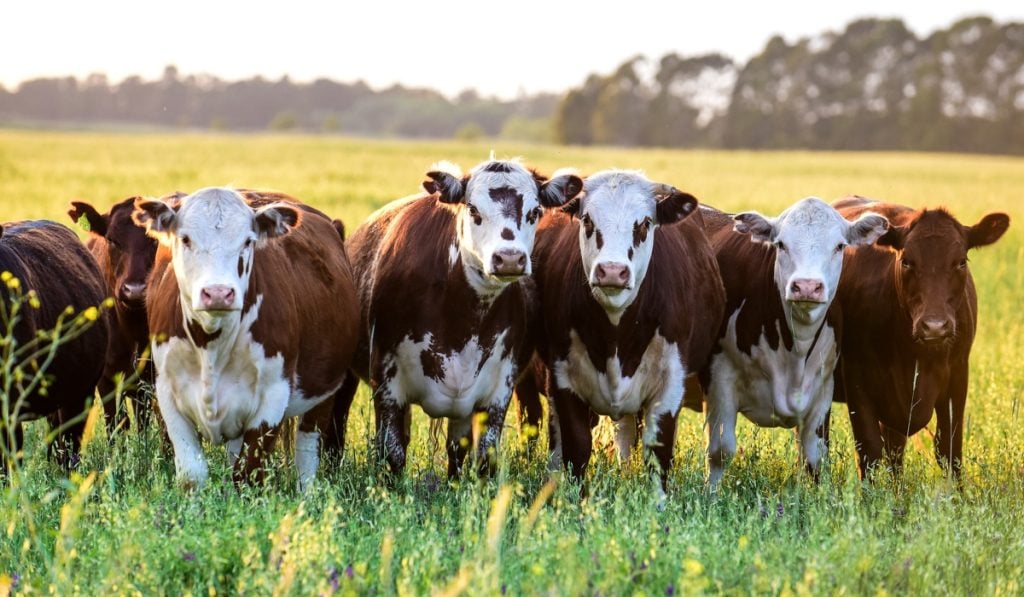 Anuario Ganadero: radiografía y hoja de ruta para fortalecer el sector en Colombia Ganaderia