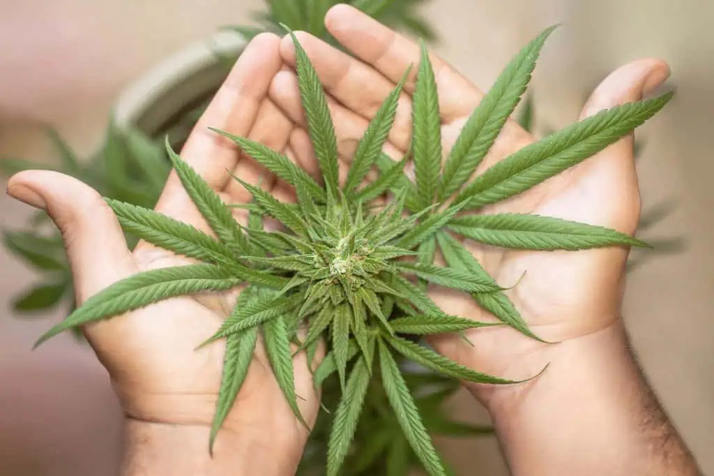 Piden registro para alimentos y bebidas a base de cannabis Cannabis