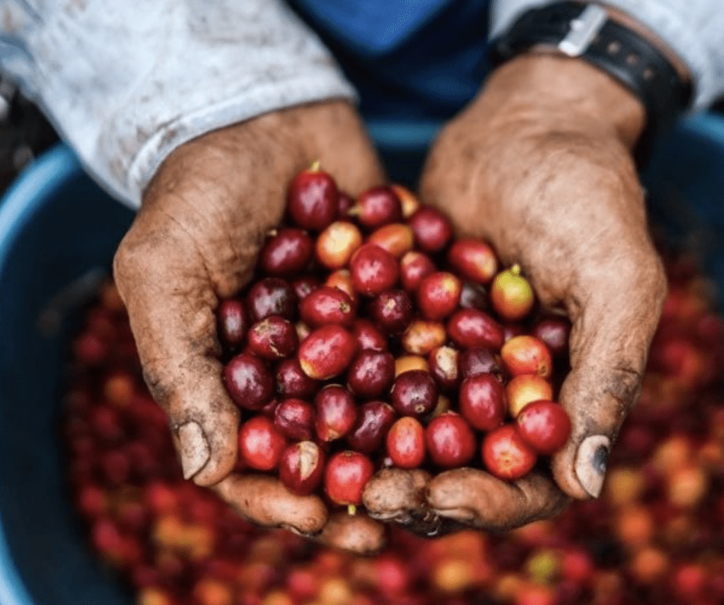 Dream Fund de Holanda invertirá en caficultores de Colombia