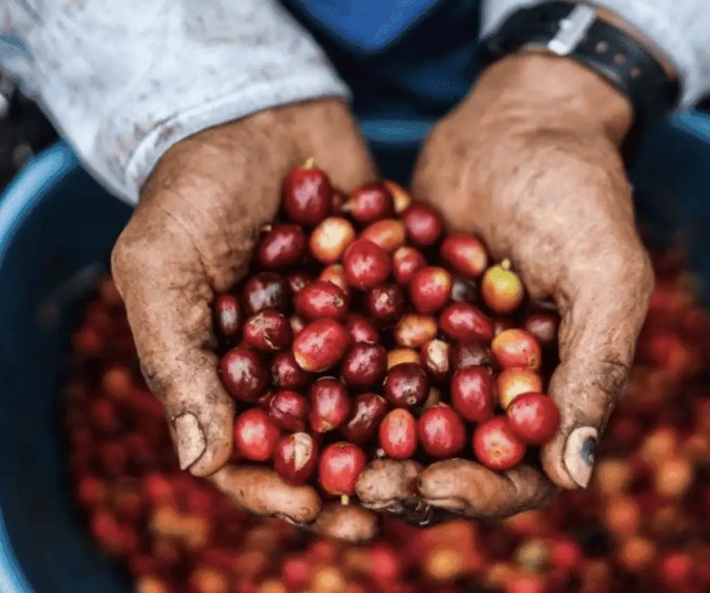 Producción de café en Colombia cayó 13 % en marzo de 2022 Producción de café en Colombia cayó 13 % en marzo de 2022