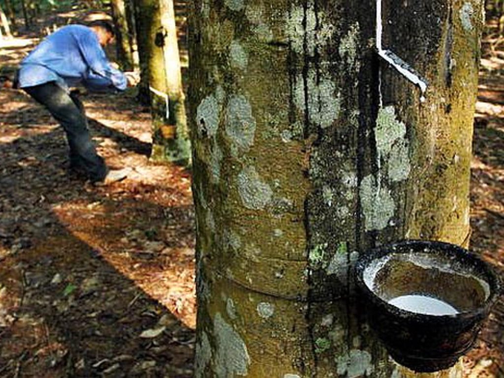 El caucho natural en Colombia tomó ventaja en los índices de productividad