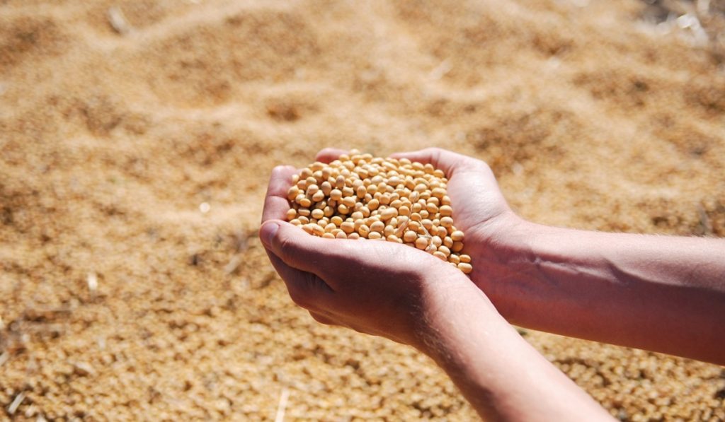 Urea: así es el fertilizante que encarece el precio de los alimentos en Colombia  