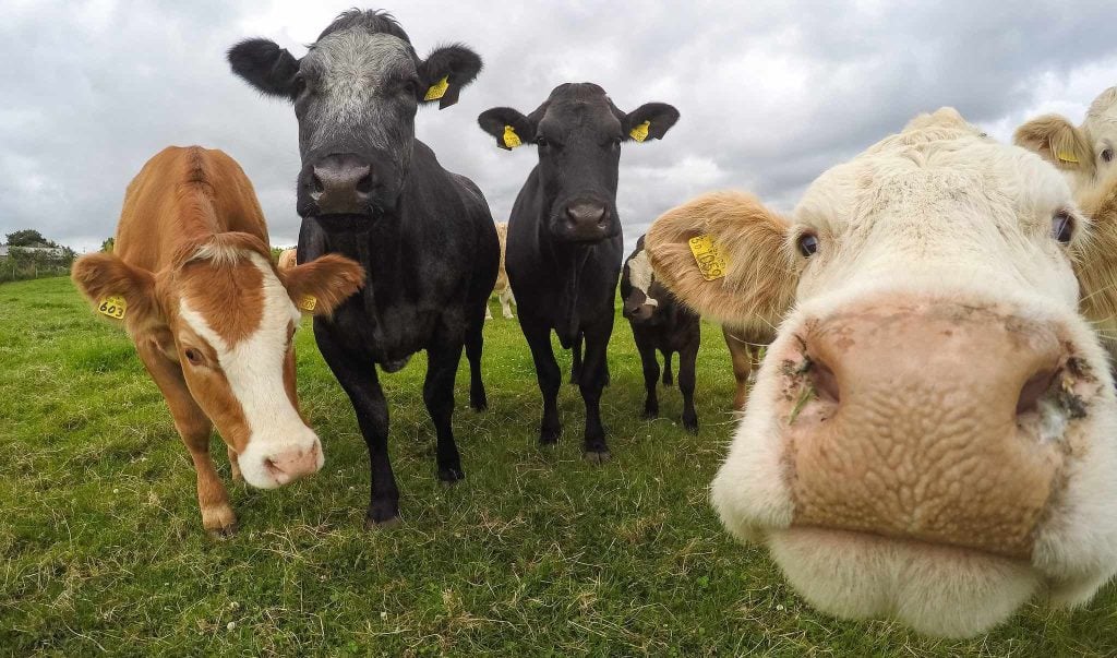 La insólita pero productiva relación que hay entre el bitcoin y las vacas