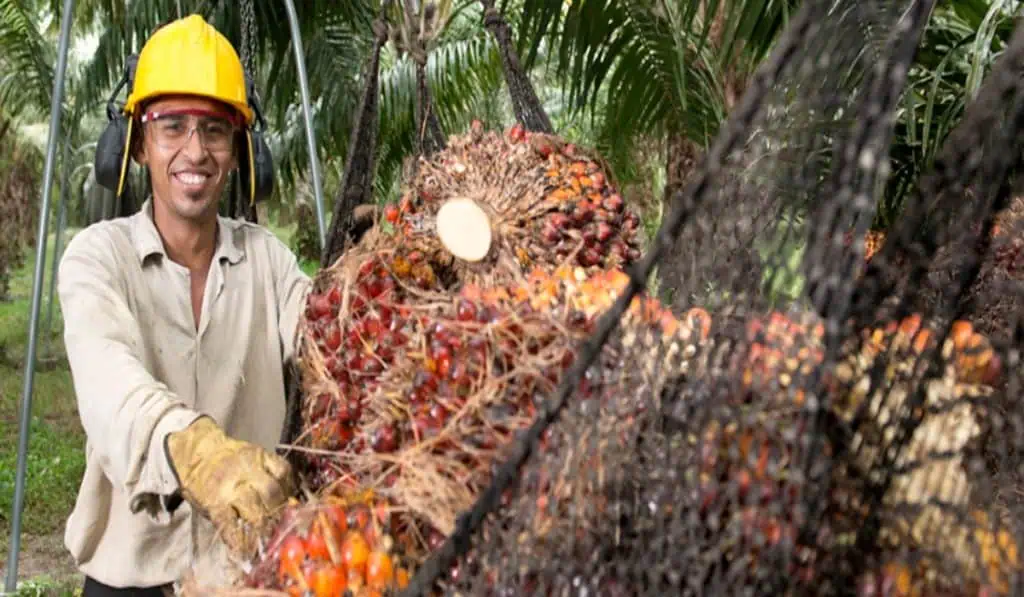 Colombia lidera producción sostenible de aceite de palma y supera estándares en el mundo aceite de palma