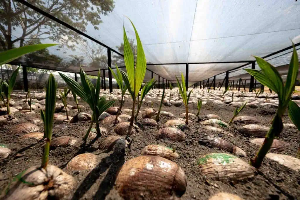 En Colombia, una fruta le hace competencia al aguacate en exportaciones En Colombia, una fruta le hace competencia al aguacate en exportaciones