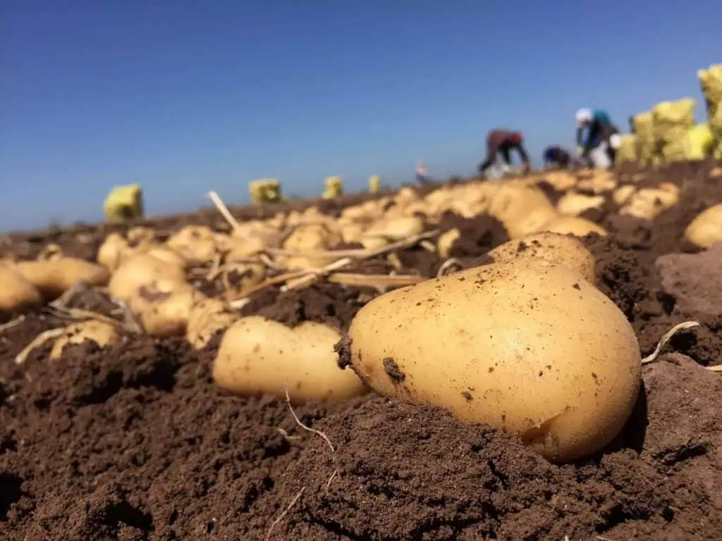 Desabastecimiento de papa se podría extender a varias zonas de Colombia Desabastecimiento de papa se podría extender a varias zonas de Colombia