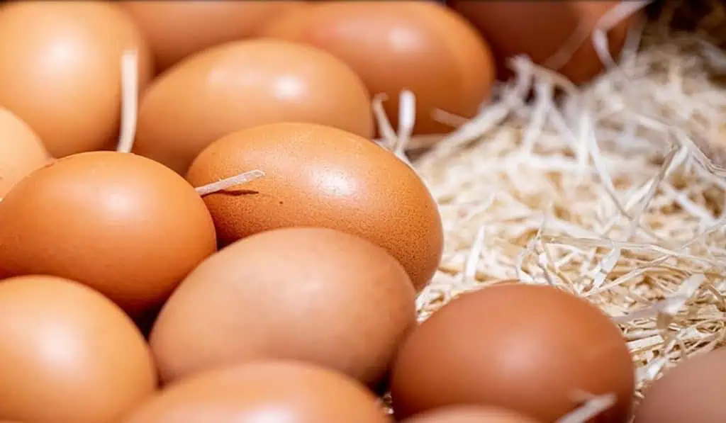 Cerca de 12 millones de huevos y 1.500 toneladas de pollo frenados por bloqueo en Santander; crece presión inflacionaria Mercado avícola. Imagen: GPA