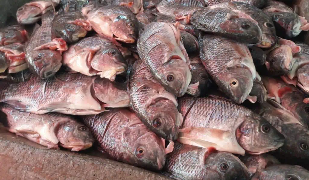 Semana Santa llega a Colombia con pescados también en inflación; estos son los precios Semana Santa llega a Colombia con pescados también en inflación; estos son los precios