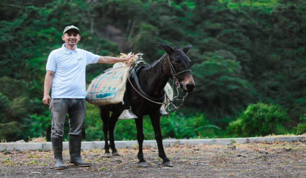 Almacenes Éxito apoya sistema de comercialización sostenible a caficultores en Dabeiba