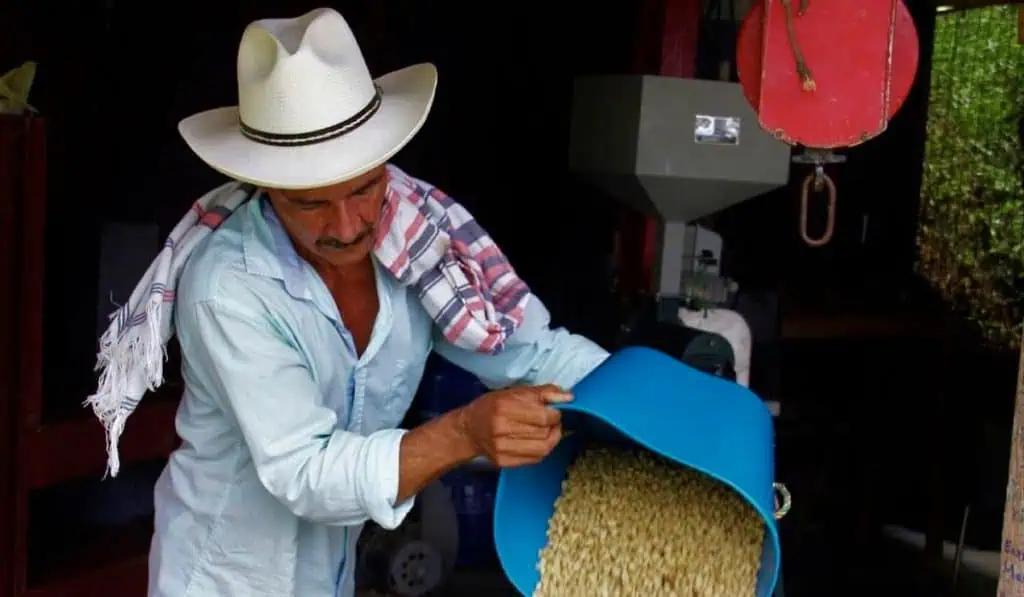 Colombia estima cosecha cafetera de 12 millones de sacos en 2022; vienen elecciones cafeteras Colombia estima cosecha cafetera de 12 millones de sacos en 2022; vienen elecciones cafeteras