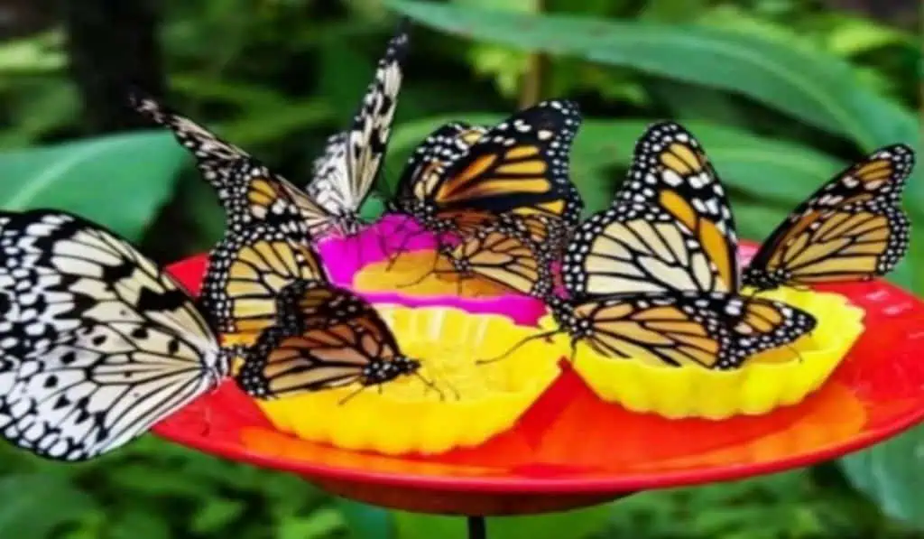 IDEA respalda consolidación del Mariposarium del Cartama en Antioquia IDEA respalda consolidación del Mariposarium del Cartama en Antioquia