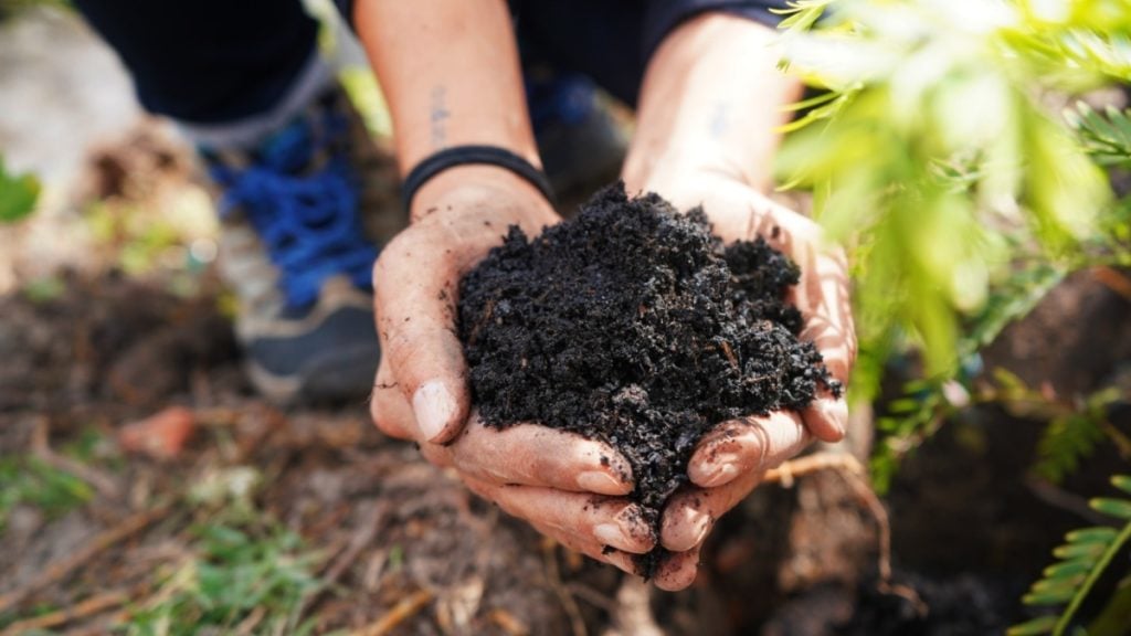Bavaria: 600 mil árboles sembrados por Colombia