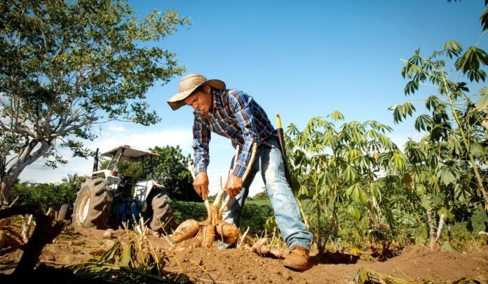 Alimentos en el índice de precios agropecuarios.