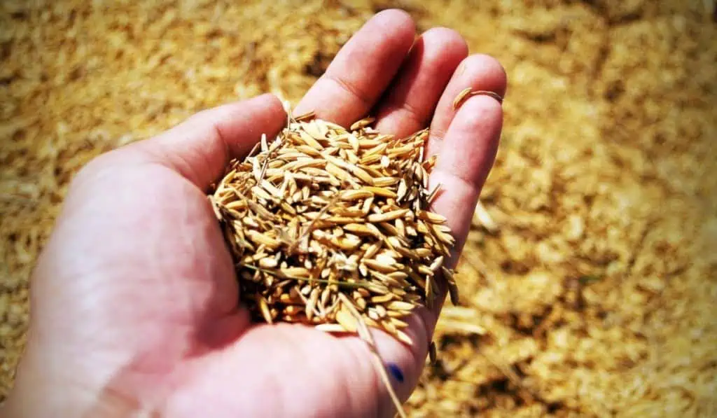 Índice de precios de la FAO subió en julio, ¿cuál fue el impacto del cese del acuerdo de granos de Ucrania? Índice de precios de la FAO subió en julio, ¿cuál fue el impacto del cese del acuerdo de granos de Ucrania?