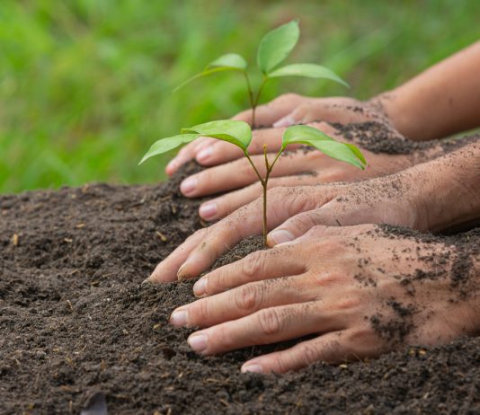 Alianza estratégica para la revitalización del bosque seco tropical en Colombia