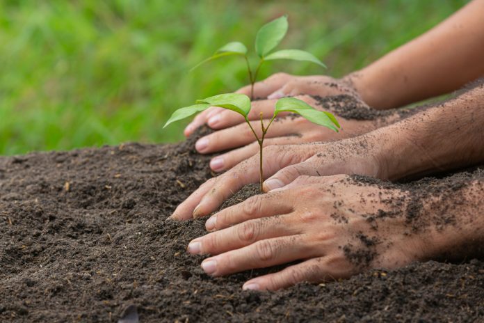 Alianza estratégica para la revitalización del bosque seco tropical en Colombia