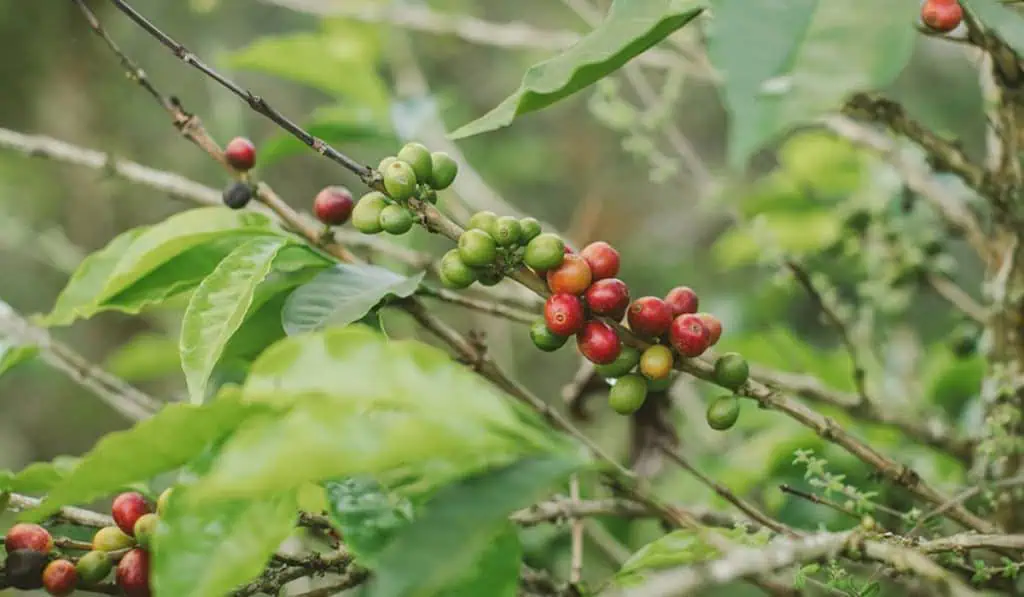 Tras dos meses de caídas, en agosto subió producción de café de Colombia Tras dos meses de caídas, en agosto subió producción de café de Colombia