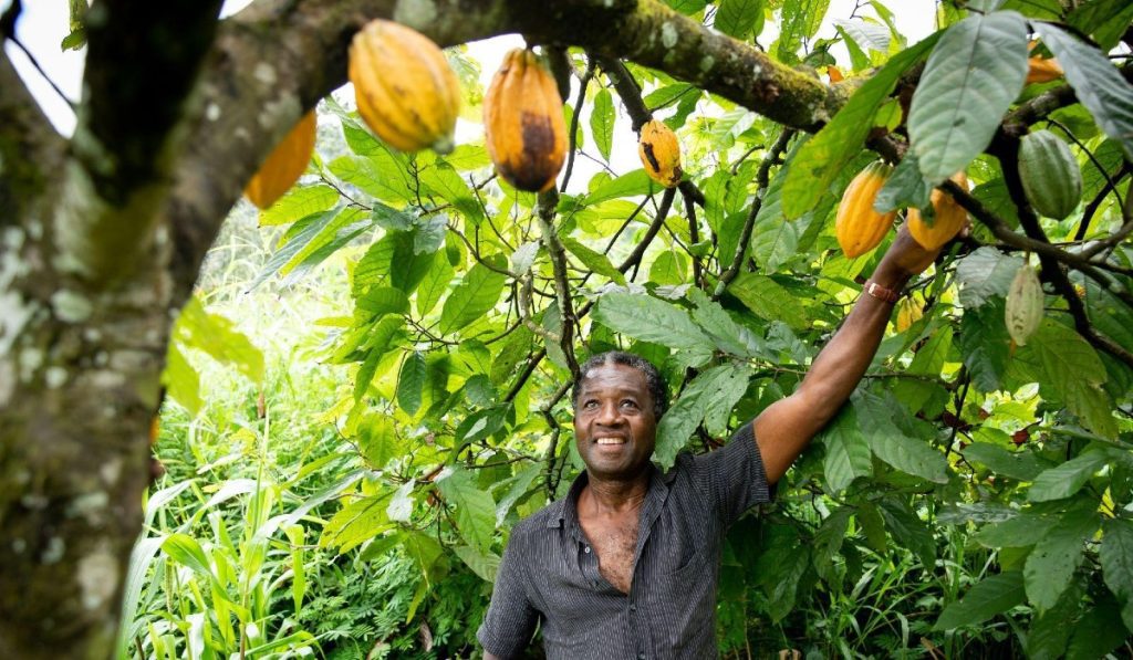 Mondelēz busca producir de manera sostenible el cacao para su chocolate