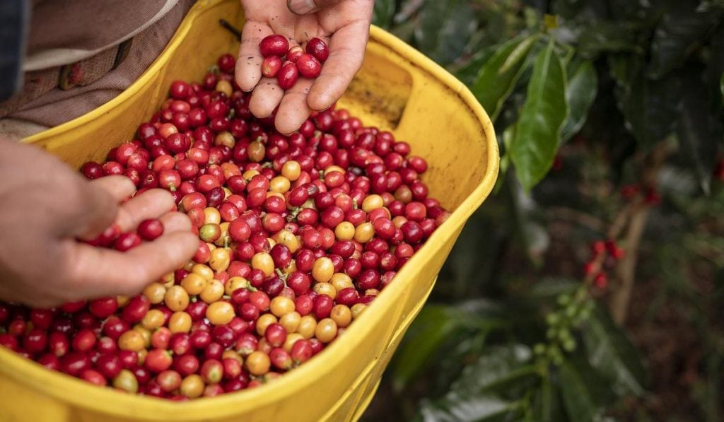 Agro en Colombia tendría presupuesto histórico para 2023