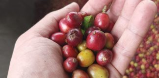 Dow recupera tierras para producción de café en Colombia.