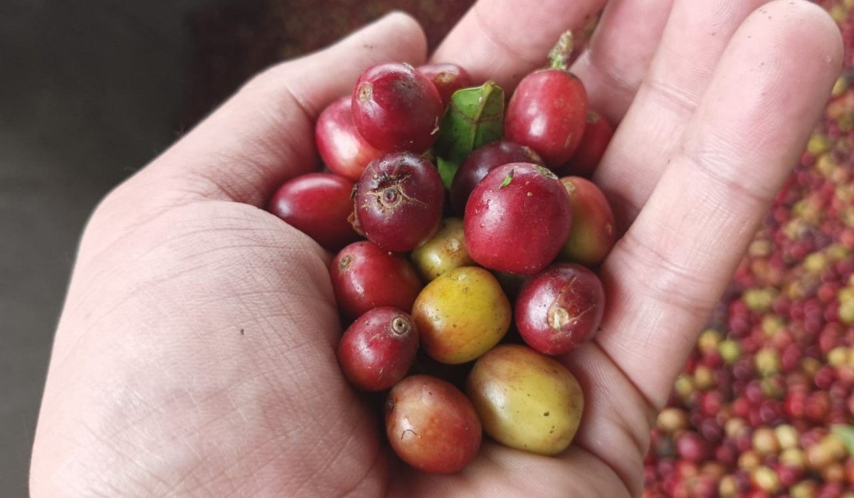 Dow recupera tierras para producción de café en Colombia.