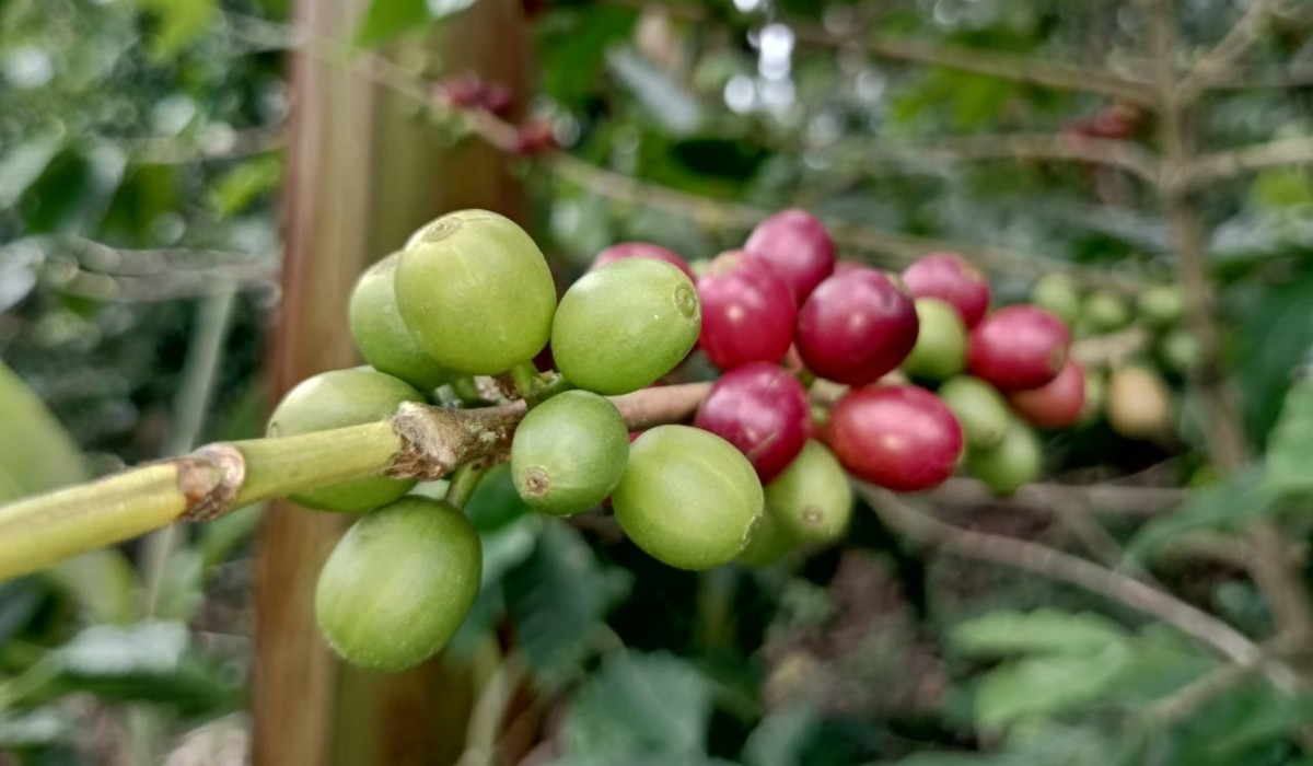 Cifras de renovación cafetera en Colombia: ¿Cuáles son las metas?
